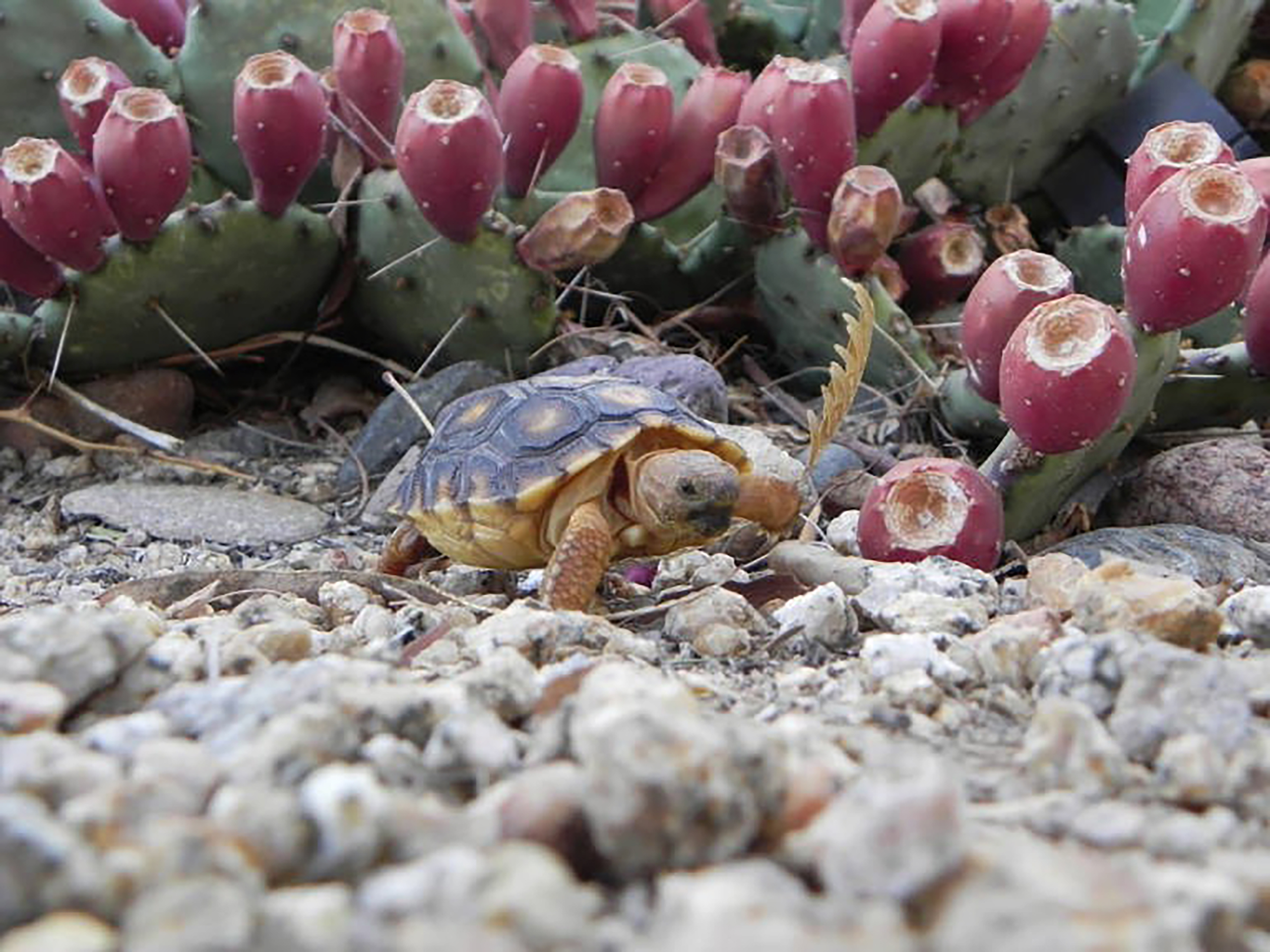 baby-sonoran-desert-tortoise-fws-gov